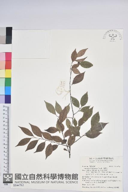 米飯花藏品圖，第1張