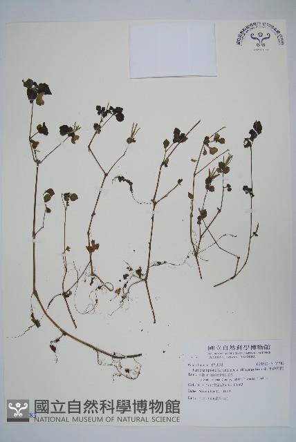 翅柄馬藍藏品圖，第1張