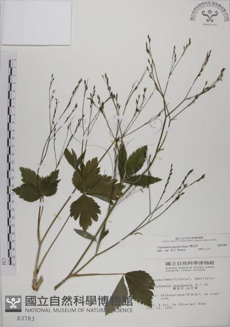 鴨兒芹藏品圖，第1張