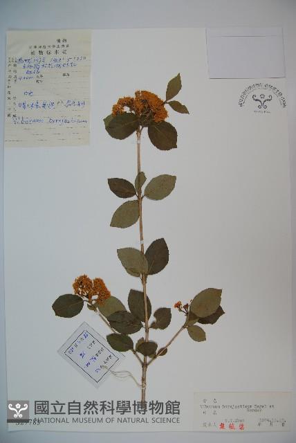 暖條莢迷藏品圖，第1張