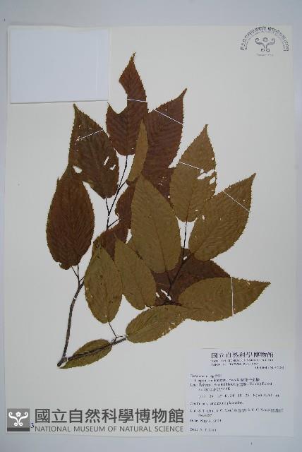 Rankan hornbeam Collection Image, Figure 1, Total 2 Figures