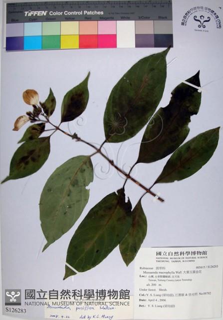 玉葉金花藏品圖，第1張