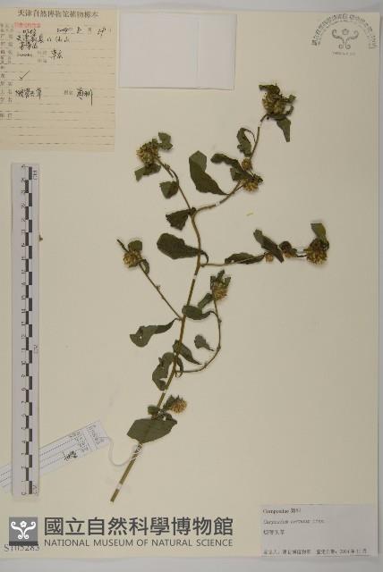 杓兒菜藏品圖，第1張