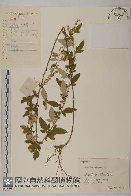 魁蒿藏品圖，第1張