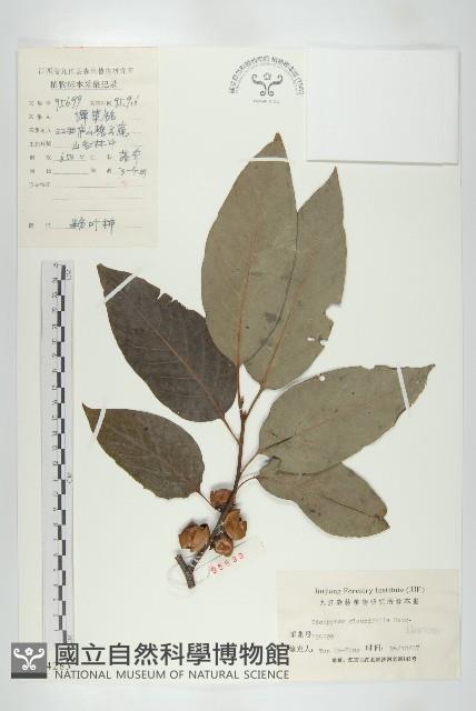 浙江柿藏品圖，第1張