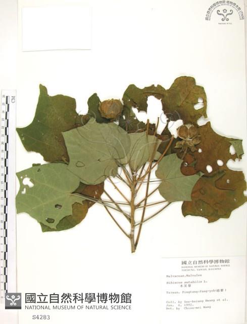 山芙蓉、臺灣山芙蓉、狗頭芙蓉藏品圖，第1張