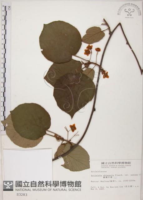 臺灣羊桃藏品圖，第1張