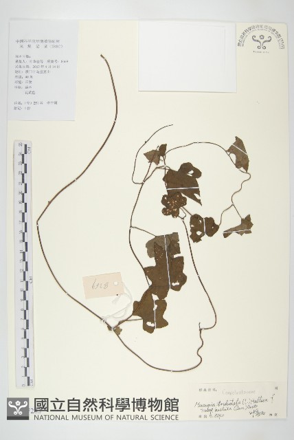 戟葉菜欒藤藏品圖，第1張