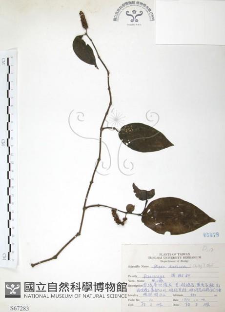 風藤藏品圖，第1張