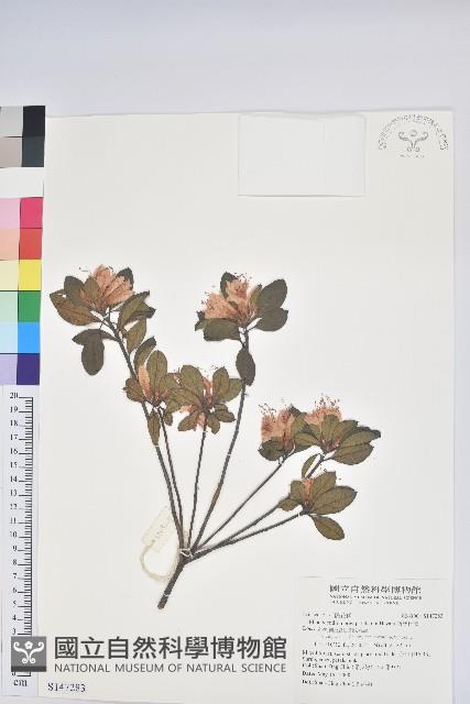 南澳杜鵑藏品圖，第1張