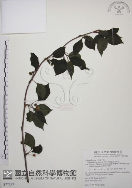 阿里山五味子藏品圖，第1張