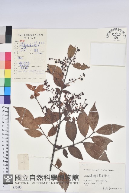 米飯花藏品圖，第1張