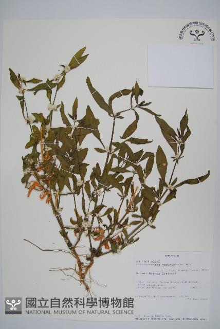 節節花藏品圖，第1張