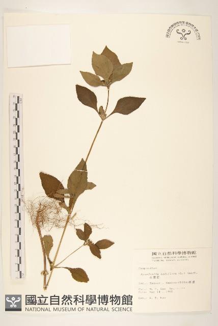 金腰箭藏品圖，第1張