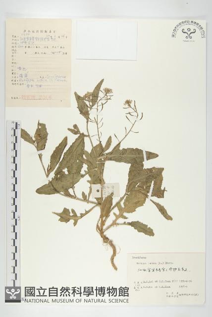 葶藶藏品圖，第1張