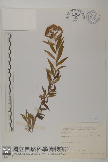 臺灣馬蘭藏品圖，第1張