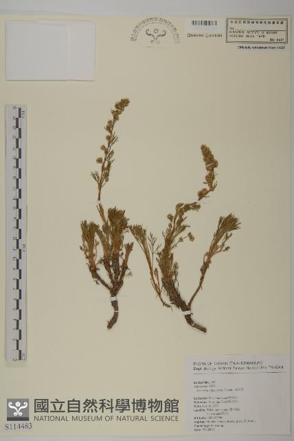 高山艾藏品圖，第1張