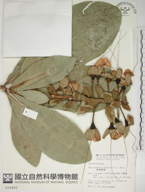 棋盤腳樹藏品圖，第1張