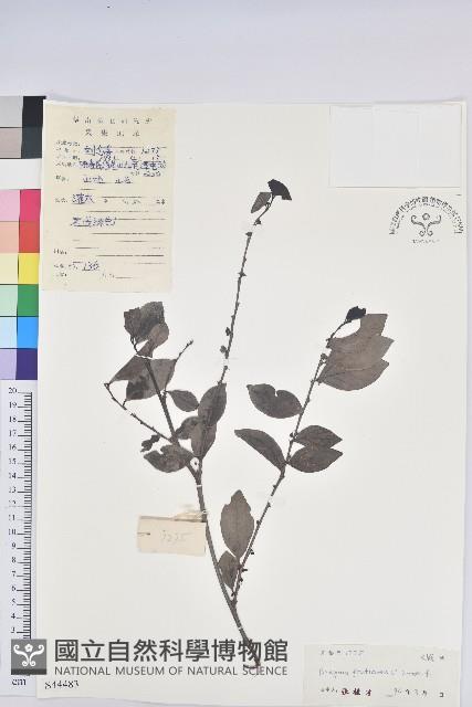 黑面神藏品圖，第1張