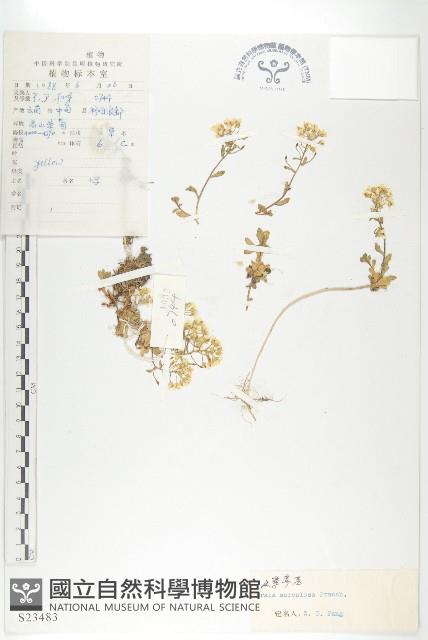 山菜葶藶藏品圖，第1張