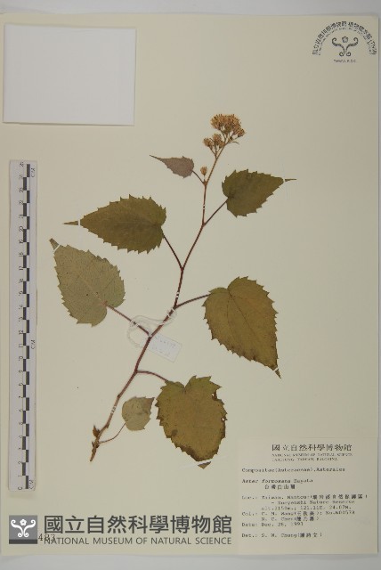 臺灣山白蘭藏品圖，第1張