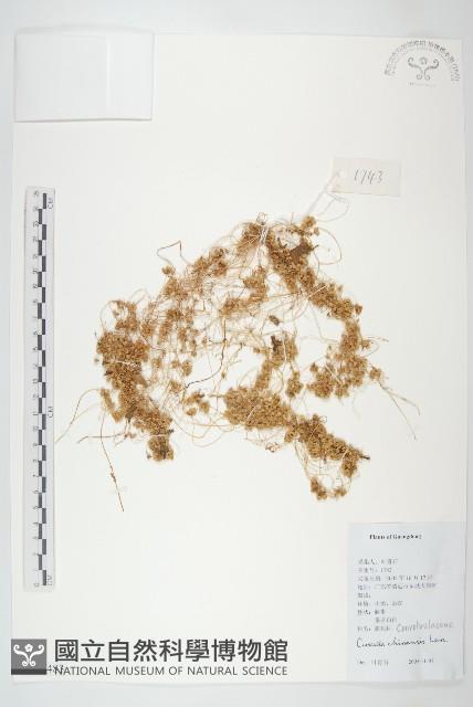 中國菟絲子藏品圖，第1張