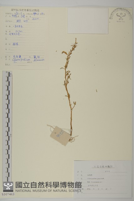 灰綠藜藏品圖，第1張