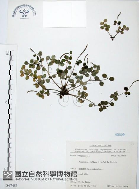 小椒草藏品圖，第1張