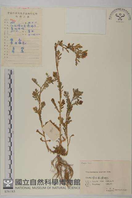 孔雀菊藏品圖，第1張