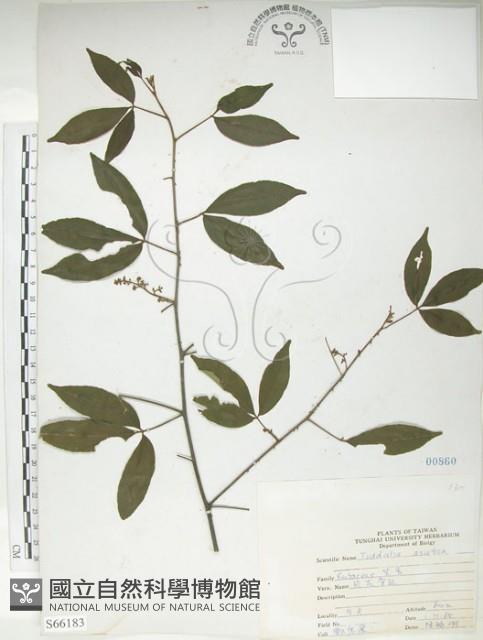 飛龍掌血藏品圖，第1張