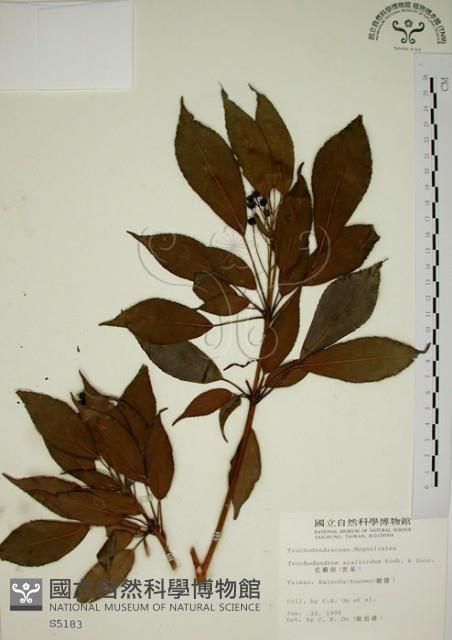 昆欄樹藏品圖，第1張