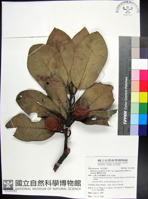 蘭嶼肉豆蔻藏品圖，第1張