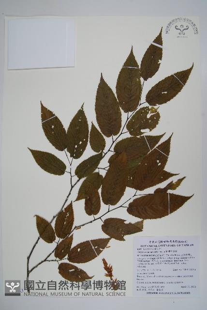 蘭邯千金榆藏品圖，第1張