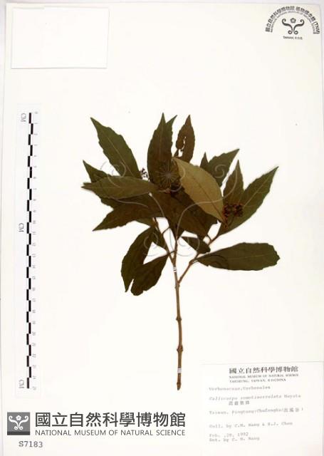 疏齒紫珠、恆春紫珠藏品圖，第1張