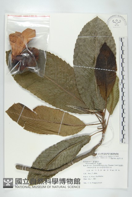 第倫桃藏品圖，第1張