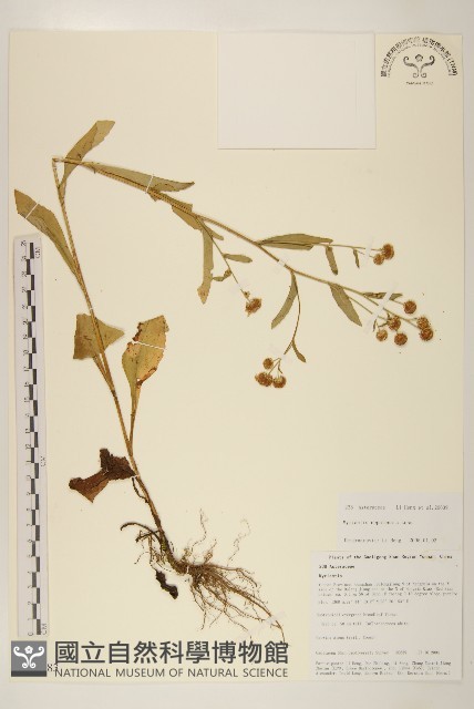 圓舌粘冠草藏品圖，第1張