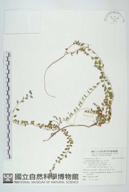 土丁桂藏品圖，第1張