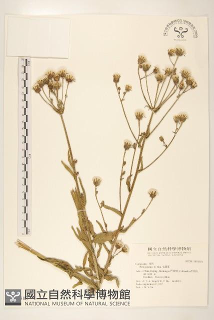 毛蓮菜藏品圖，第1張