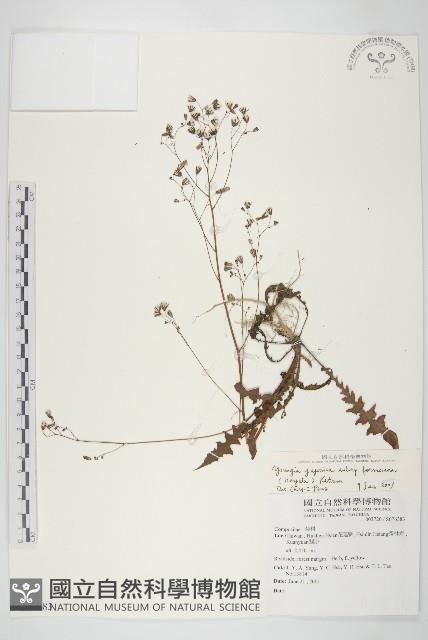 台灣黃鵪菜藏品圖，第1張