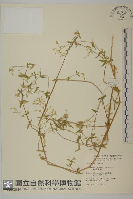 疏花繁縷藏品圖，第1張