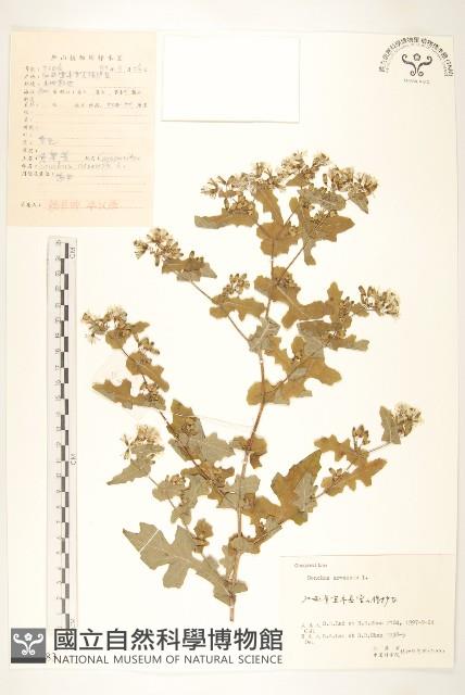 苦苣菜藏品圖，第1張