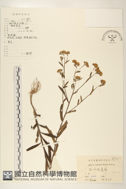線葉旋覆花藏品圖，第1張