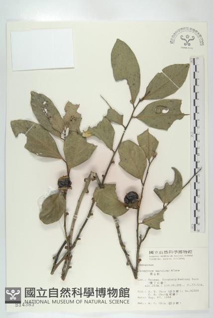 黃心柿藏品圖，第1張