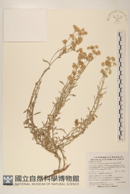 絲綿草藏品圖，第1張