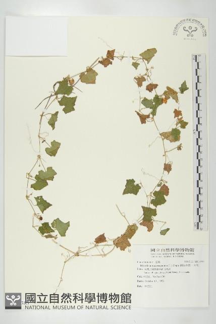 倒吊金鐘、天花藏品圖，第1張