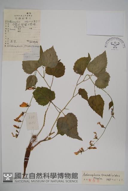 Accession Number:S027383 Collection Image, Figure 1, Total 2 Figures