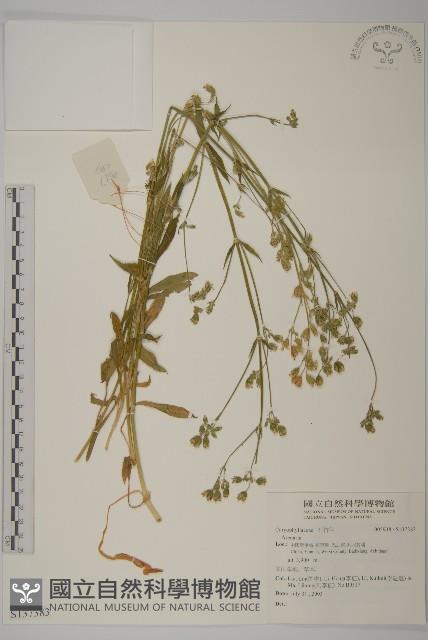 登錄號:S137383藏品圖，第1張