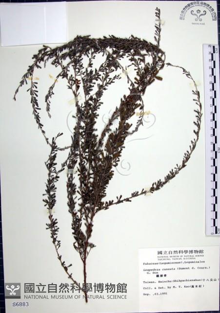 鐵掃帚、千里光藏品圖，第1張