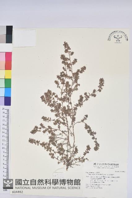 千根草藏品圖，第1張