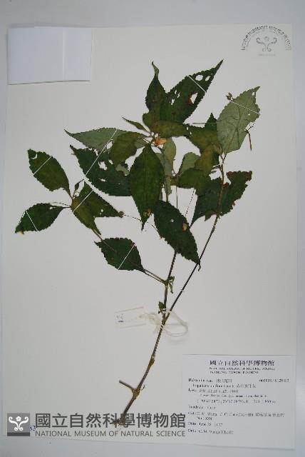 紫花鳳仙花藏品圖，第1張